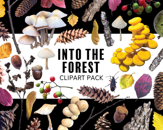 Into the Forest Clipart Pack with Autumn Woods PNG Graphics for Commercial Use