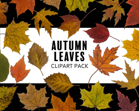 Autumn Leaves Clipart Pack with Real Leaf PNG Graphics for Commercial Use