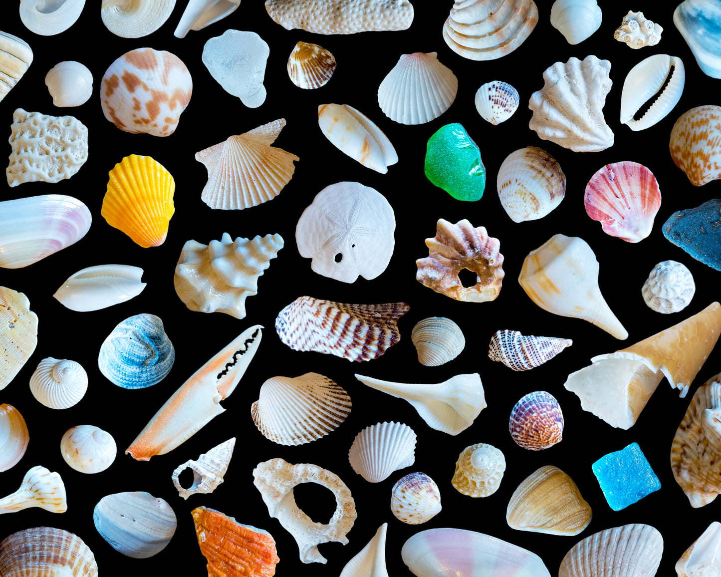 Seaside Treasures Clipart Pack with Real Seashell PNG Graphics for Commercial Use