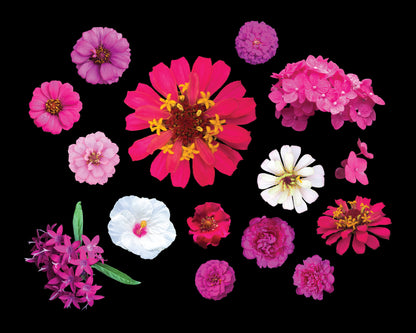 Summer Blooms Clipart Pack with Real Flower PNG Graphics for Commercial Use